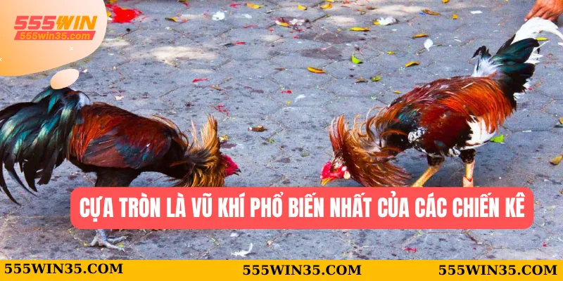 Trường Gà Savan - Trang Chủ Uy Tín Tại Nhà Cái 555WIN 2 Cựa tròn là vũ khí phổ biến nhất của các chiến kê