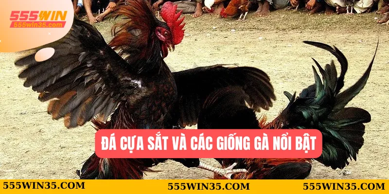Đá Gà Cựa Sắt - Áp Dụng Thủ Thuật Chơi Ăn Thưởng Cao 2025 2 Đá cựa sắt và các giống gà nổi bật