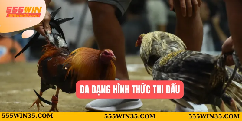 Đá Gà Mộc Bài Tại 555WIN – Sân Chơi Cực Nóng Cho Bạn 2 Đa dạng hình thức thi đấu