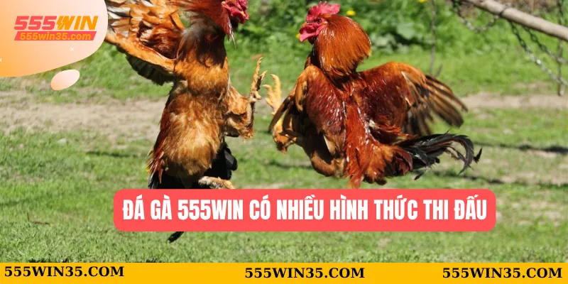 Đá gà 555WIN có nhiều hình thức thi đấu