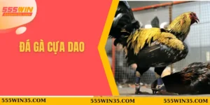 đá gà cựa dao