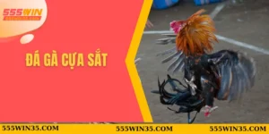 Đá gà cựa sắt