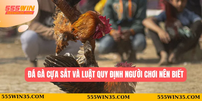 Đá Gà Cựa Sắt - Áp Dụng Thủ Thuật Chơi Ăn Thưởng Cao 2025 1 Đá gà cựa sắt và luật quy định người chơi nên biết