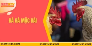 Đá gà Mộc Bài