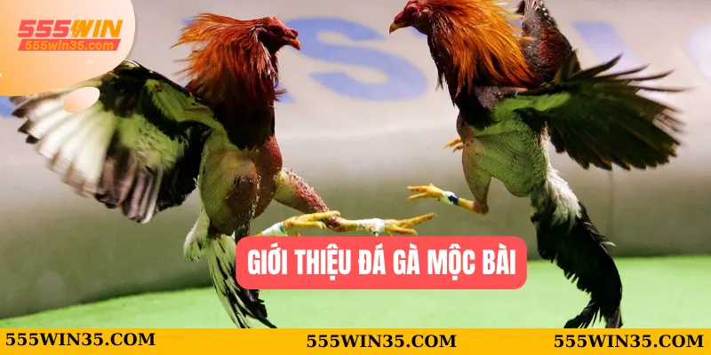 Đá Gà Mộc Bài Tại 555WIN – Sân Chơi Cực Nóng Cho Bạn 1 Giới thiệu đá gà Mộc Bài