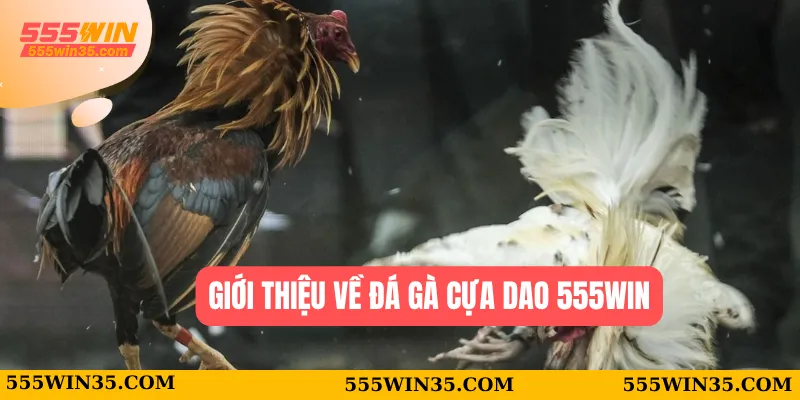 Đá Gà Cựa Dao 555WIN - Trận Đấu Kịch Tính Và Hấp Dẫn 1 Giới thiệu về đá gà cựa dao 555WIN
