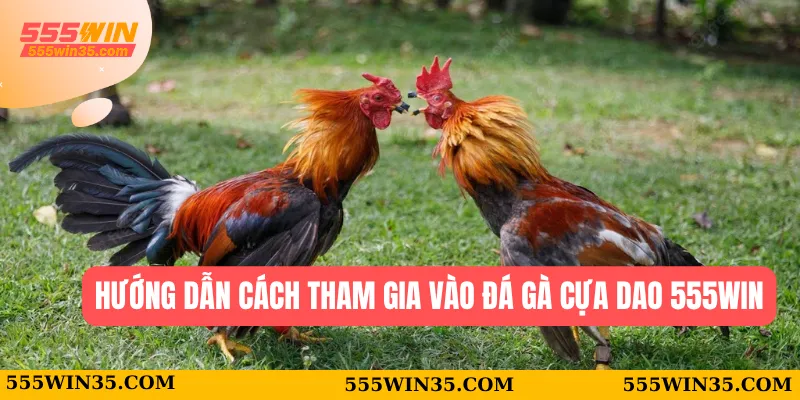 Đá Gà Cựa Dao 555WIN - Trận Đấu Kịch Tính Và Hấp Dẫn 3 Hướng dẫn cách tham gia vào đá gà cựa dao 555WIN