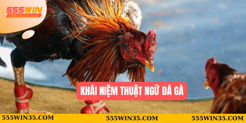Thuật Ngữ Đá Gà 555WIN - Tân Thủ Cũng Thành Cao Thủ 1 Khái niệm thuật ngữ đá gà
