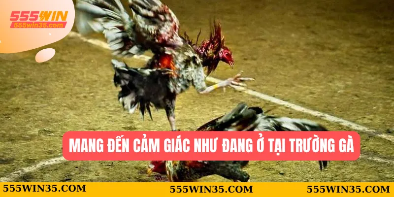 Mang đến cảm giác như đang ở tại trường gà