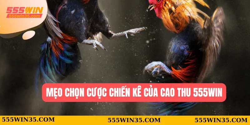 Đá Gà Cựa Sắt - Áp Dụng Thủ Thuật Chơi Ăn Thưởng Cao 2025 3 Mẹo chọn cược chiến kê của cao thu 555WIN