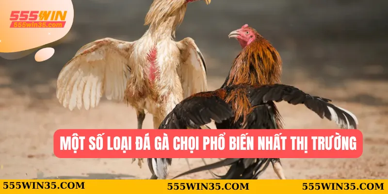 Đá Gà Chọi 555WIN - Chiến Lược Để Tìm Ra Chiến Kê Phù Hợp Nhất 1 Một số loại đá gà chọi phổ biến nhất thị trường