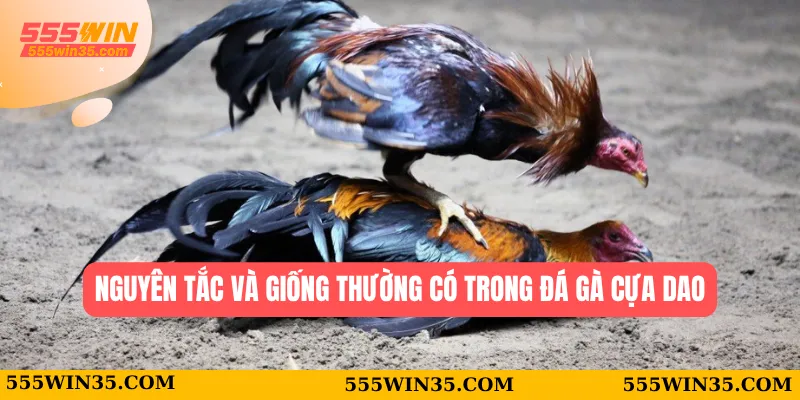 Đá Gà Cựa Dao 555WIN - Trận Đấu Kịch Tính Và Hấp Dẫn 2 Nguyên tắc và giống thường có trong đá gà cựa dao