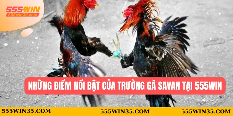 Trường Gà Savan - Trang Chủ Uy Tín Tại Nhà Cái 555WIN 3 Những điểm nổi bật của trường gà Savan tại 555WIN