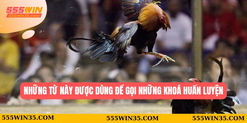 Thuật Ngữ Đá Gà 555WIN - Tân Thủ Cũng Thành Cao Thủ 3 Những từ này được dùng để gọi những khoá huấn luyện