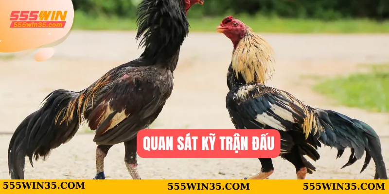 Đá Gà Mộc Bài Tại 555WIN – Sân Chơi Cực Nóng Cho Bạn 3 Quan sát kỹ trận đấu