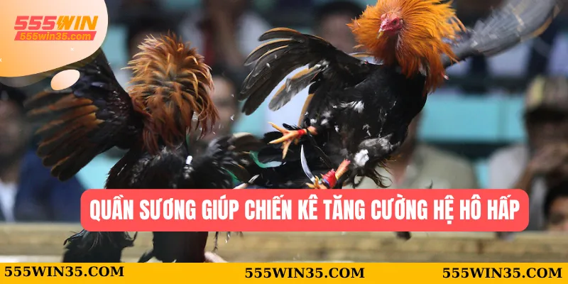 Thuật Ngữ Đá Gà 555WIN - Tân Thủ Cũng Thành Cao Thủ 2 Quần sương giúp chiến kê tăng cường hệ hô hấp