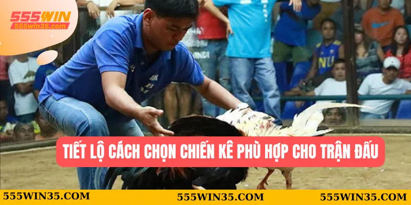 Đá Gà Chọi 555WIN - Chiến Lược Để Tìm Ra Chiến Kê Phù Hợp Nhất 3 Tiết lộ cách chọn chiến kê phù hợp cho trận đấu