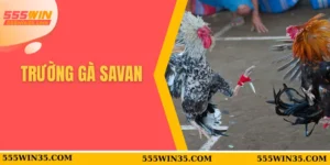 trường gà savan