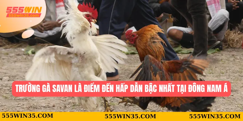 Trường Gà Savan - Trang Chủ Uy Tín Tại Nhà Cái 555WIN 1 Trường gà savan là điểm đến hấp dẫn bậc nhất tại Đông Nam Á