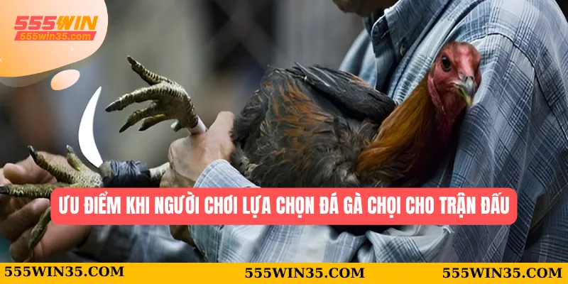 Đá Gà Chọi 555WIN - Chiến Lược Để Tìm Ra Chiến Kê Phù Hợp Nhất 2 Ưu điểm khi người chơi lựa chọn đá gà chọi cho trận đấu